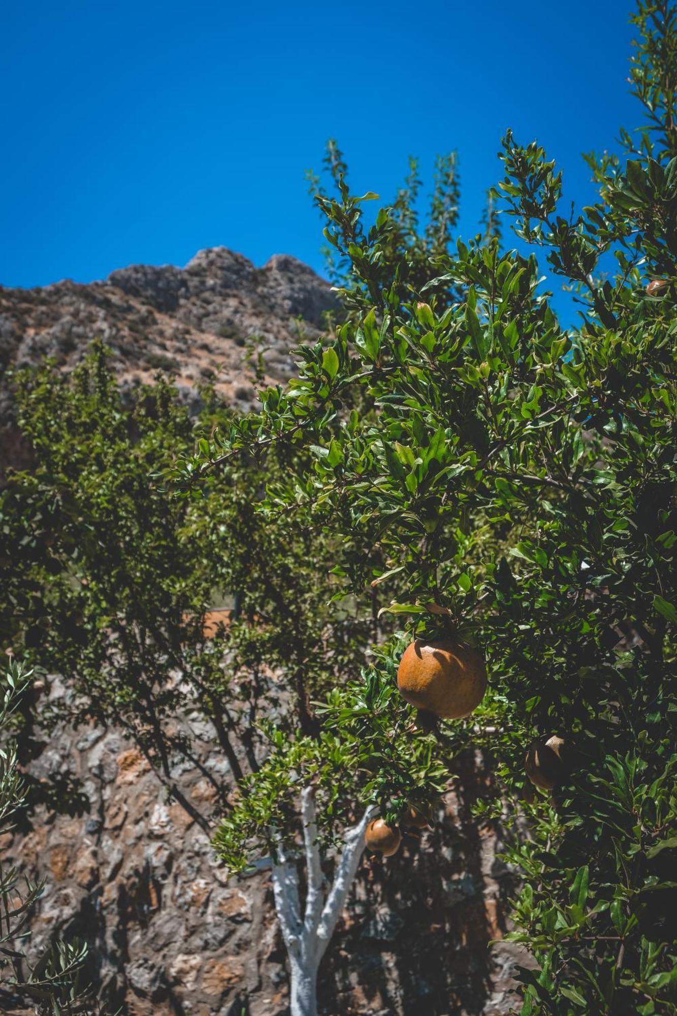 Natureland Efes Pension Selçuk Kültér fotó