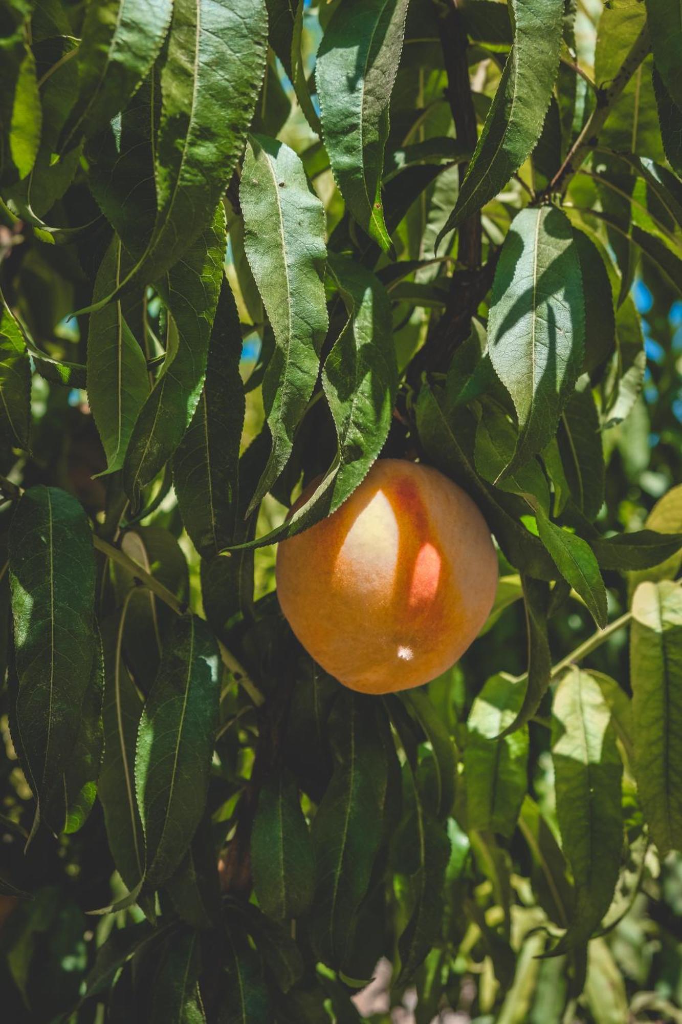 Natureland Efes Pension Selçuk Kültér fotó